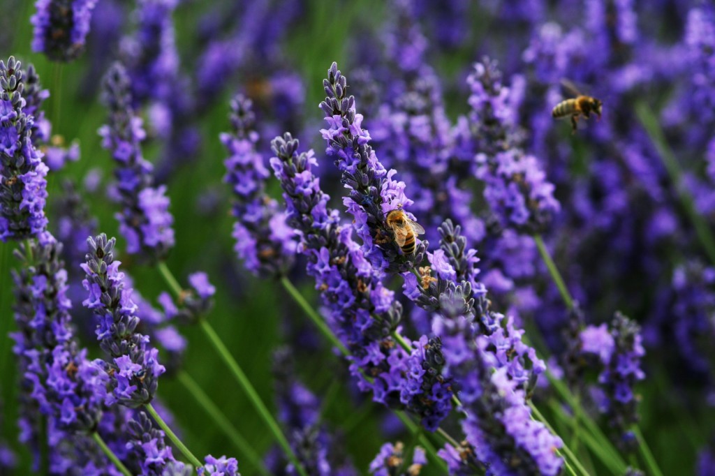 Making music from the sound of bees