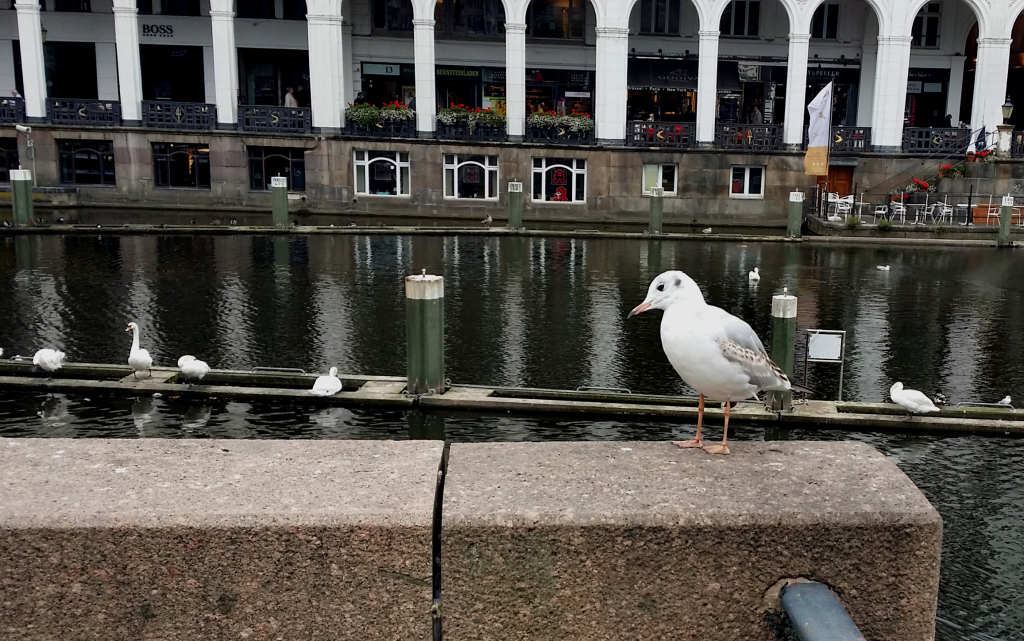 2.00 pm: Gull fight in the skies over Rathausmarkt