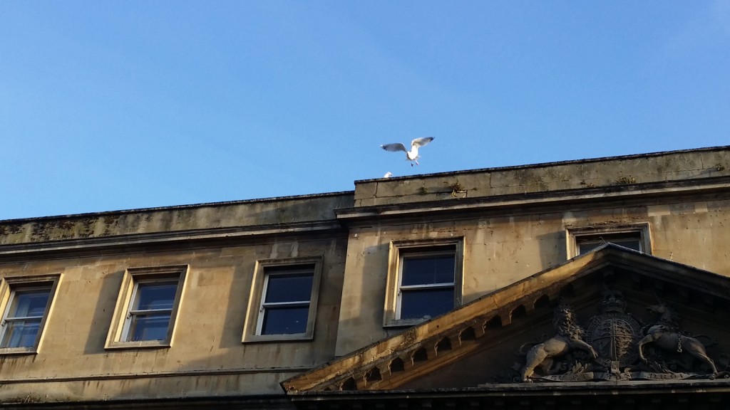 The seagulls of Bath