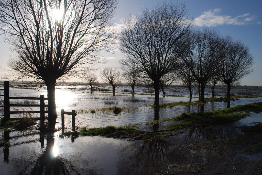 Tealham moor