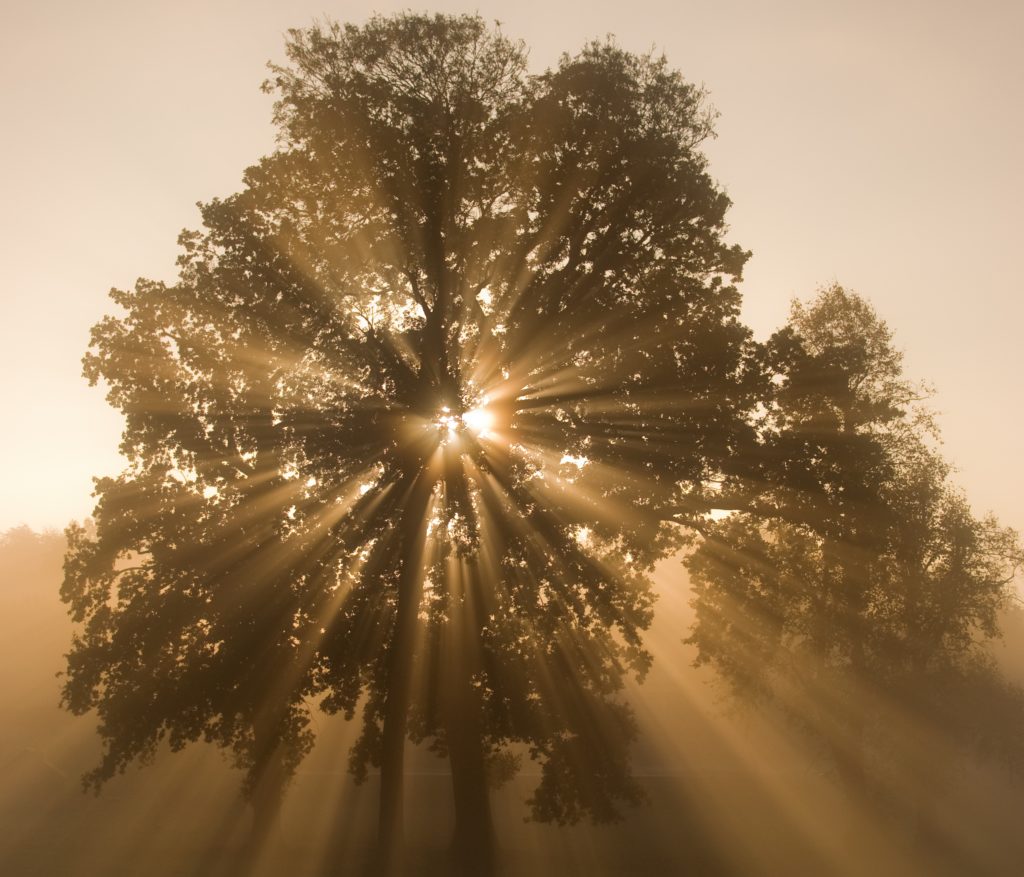 The sound of gratitude, Oxford