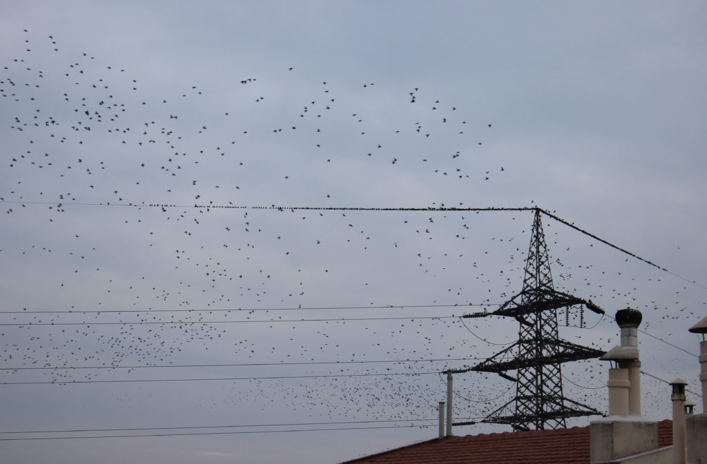migrating swallows