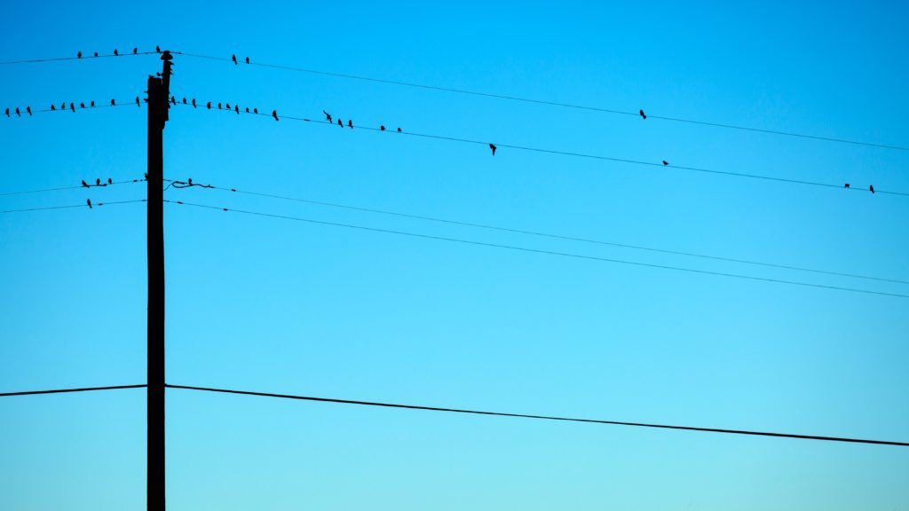 Bird on a wire by Alex Martinez at Unsplash