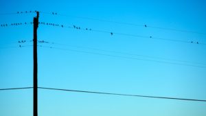 Bird on a wire by Alex Martinez at Unsplash