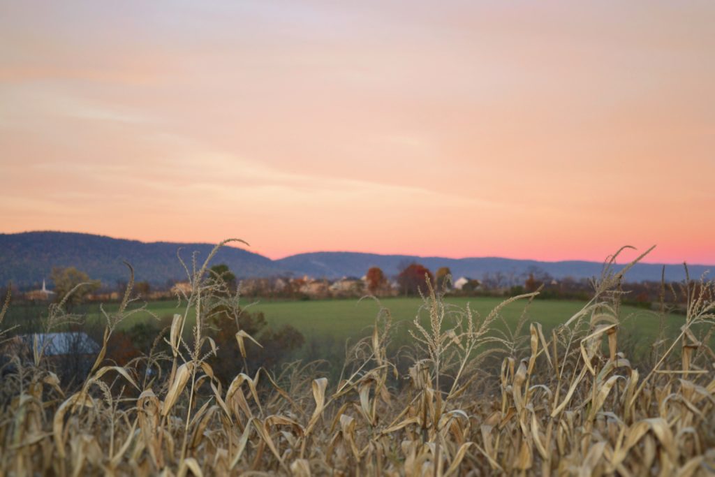 Cornfield Photo by Jake Gard on Unsplash