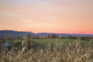 Cornfield Photo by Jake Gard on Unsplash