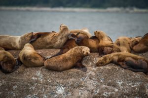 Fur seal photo by Steve Halama on Unsplash