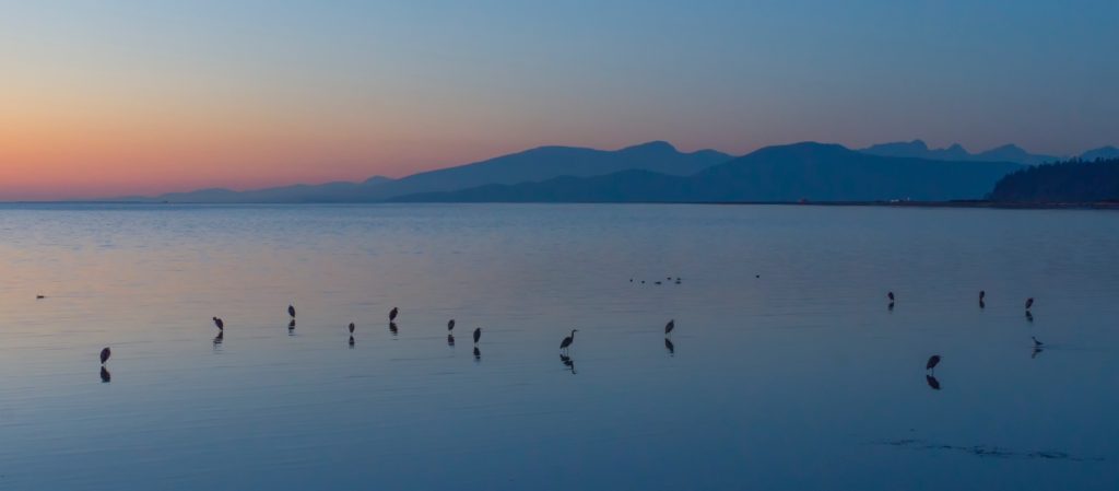 birdsong Photo by Michael Whyte on Unsplash