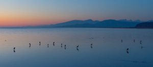 birdsong Photo by Michael Whyte on Unsplash