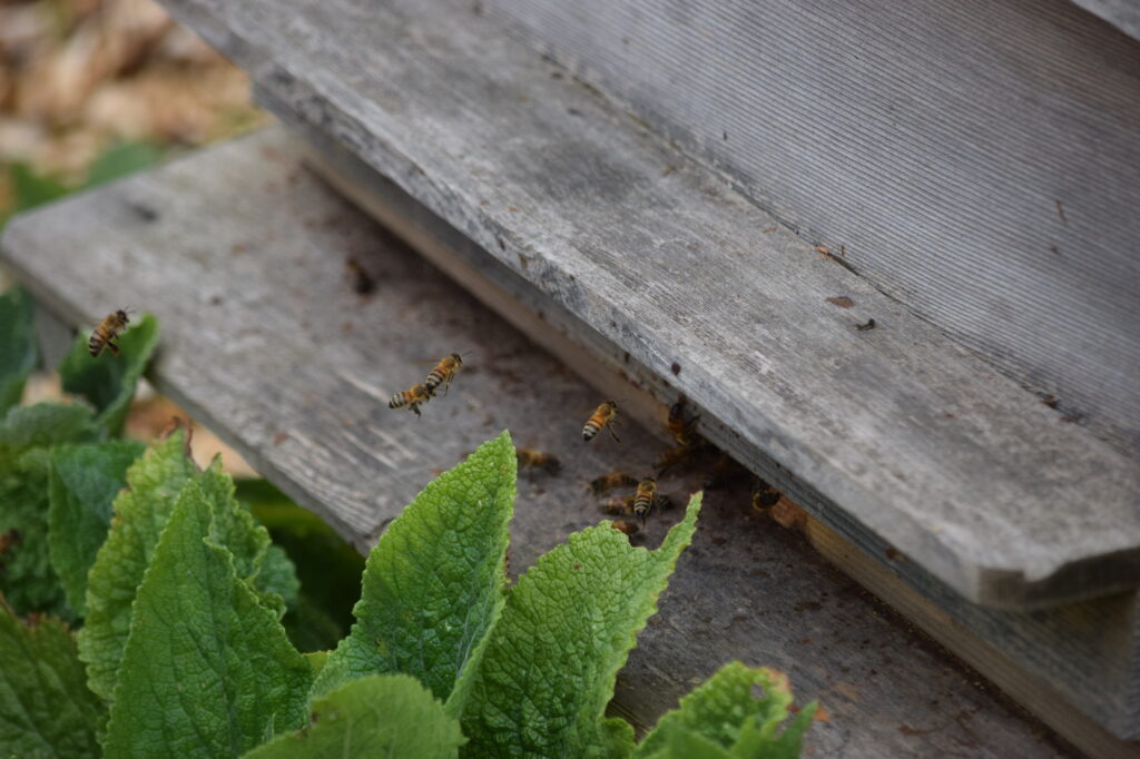 Have you heard the bees?