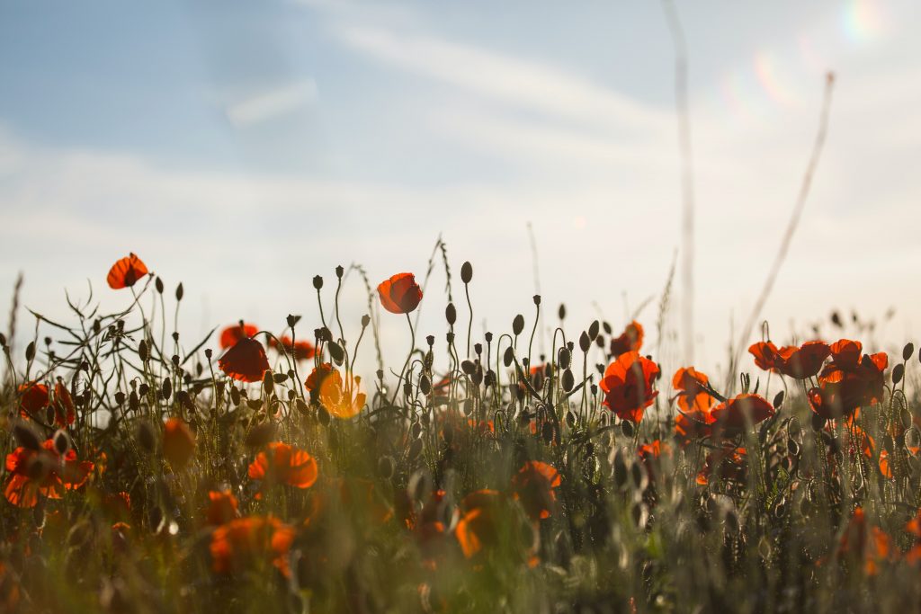 Armistice day