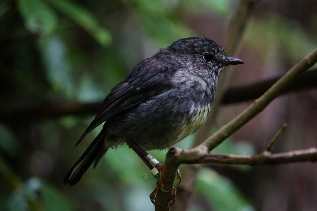 The war against poverty in Zealandia